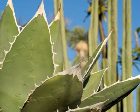 Single Scent - Cactus Water