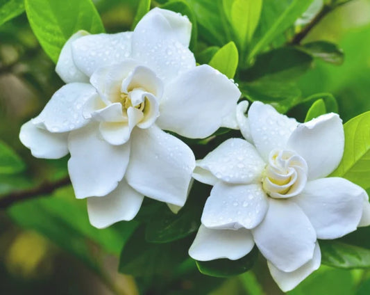 Single Scent - Gardenia