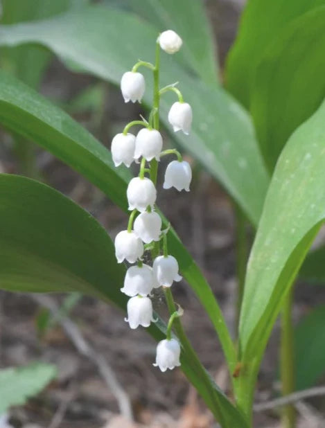 Single Scent - Lily Of The Valley