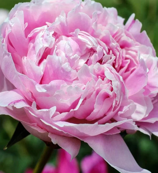 Single Scent - Peony