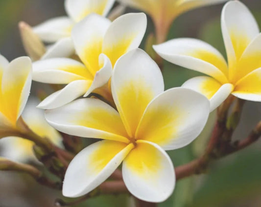 Single Scent - Plumeria