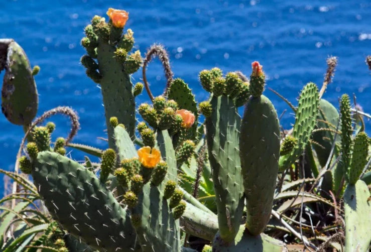 Single Scent - Baja Cactus Blossom (type)