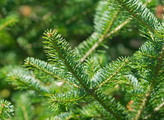 Single Scent - Balsam Fir