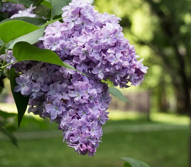 Single Scent - Lilac