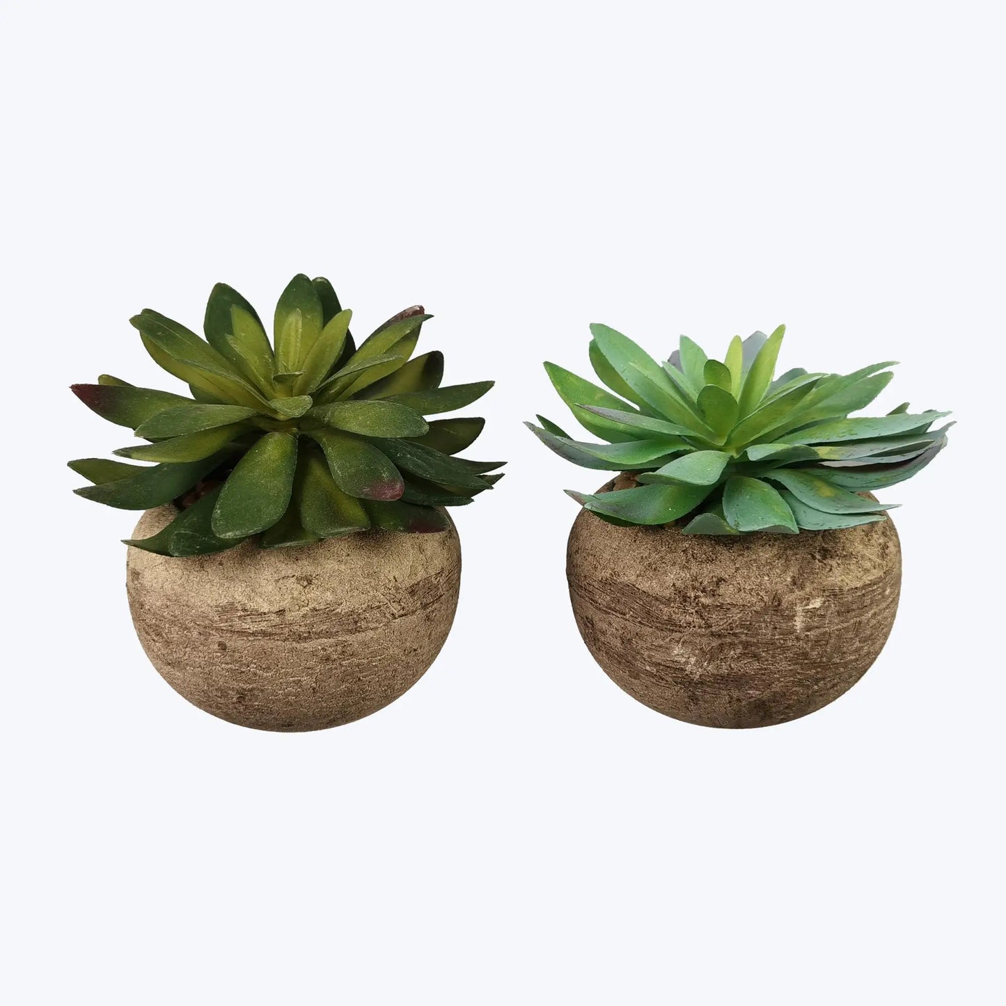 Succulent - stone pot